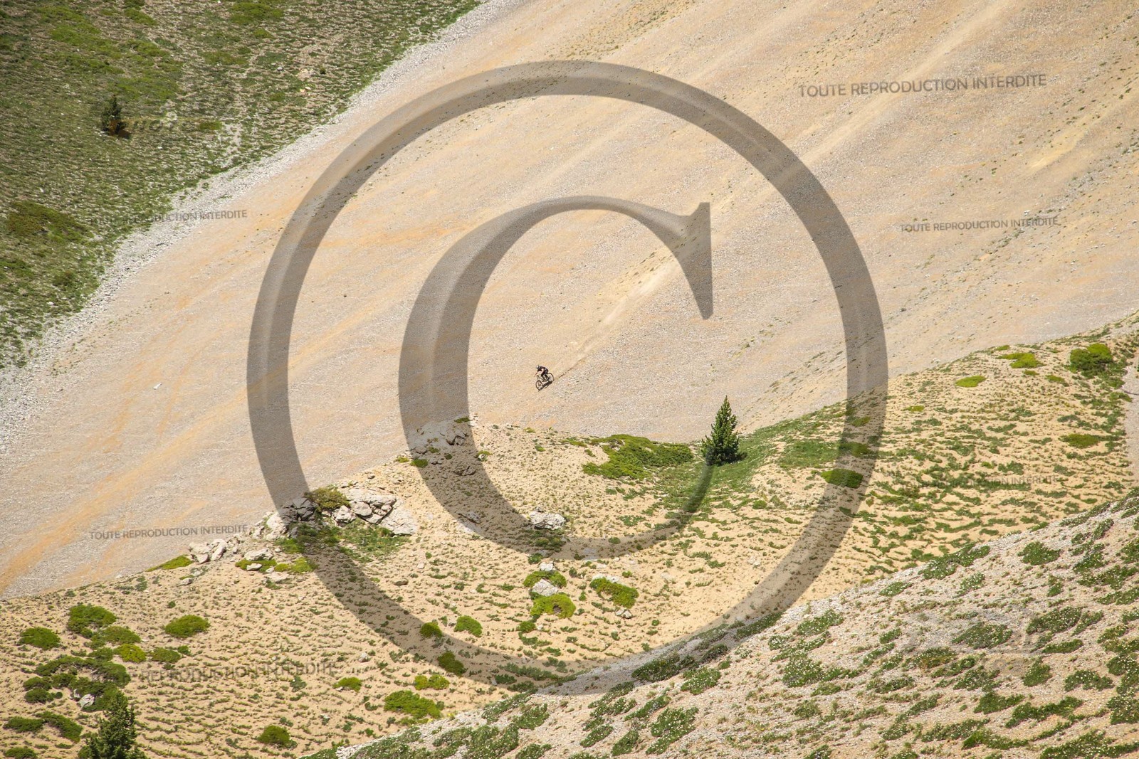 colizoard11481.jpg